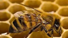 Симптом: Над 40% от пчелните рояци в САЩ измрели за година